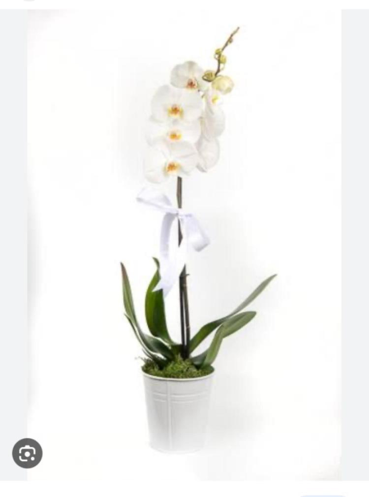 WhatsApp Image 2024-02-06 at 11.54.31